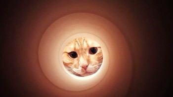 Tampilan foto seperti ini membuat wajah kucing atau anjing kalian bak rembulan di langit malam. Foto: via pleated-jeans