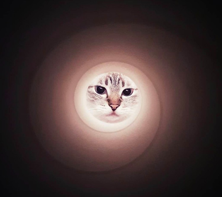 foto kucing foto kucing