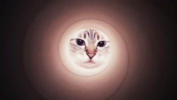 Alhasil, kucing dan anjing kalian akan tampak sangat menggemaskan! Foto: via pleated-jeans