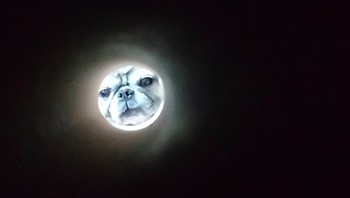 Entah siapa yang memulai, sejumlah netizen terpikir untuk membuat kucing dan anjing mereka tampak seperti wajah Bulan. Foto: via pleated-jeans