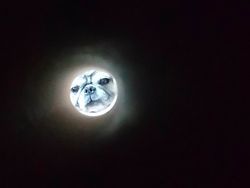 Gemas! Trik Foto Kucing dan Anjing Seperti Rembulan