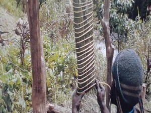 Garam Abu yang Segera Hilang dari Papua