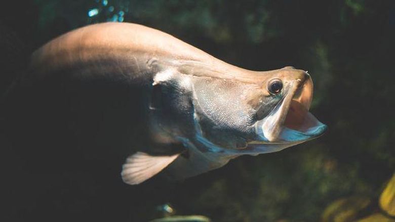 Ikan Belida Lopis Jawa