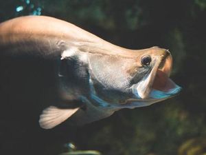 Ikan Belida Lopis Jawa Dinyatakan Punah