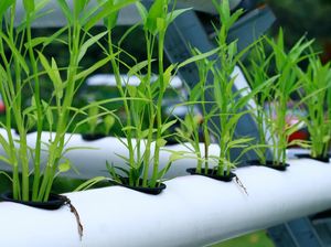 6 Cara Menanam Kangkung di Rumah dengan Mudah dan Alatnya Sederhana