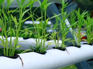 6 Cara Menanam Kangkung di Rumah dengan Mudah dan Alatnya Sederhana