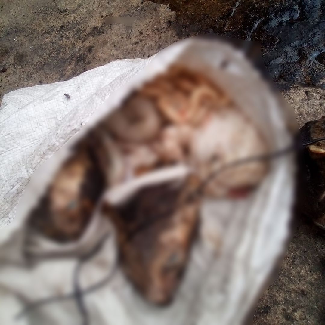Sadis! Puluhan Kucing Dijagal dan Dagingnya Dimakan