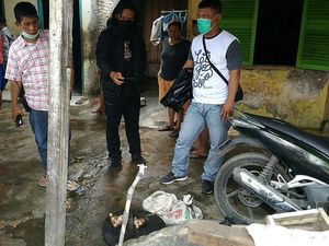Viral Kasus Rumah Jagal di Sumut, Ini Risiko Makan Daging Kucing