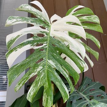 Monstera Deliciosa Varigata.