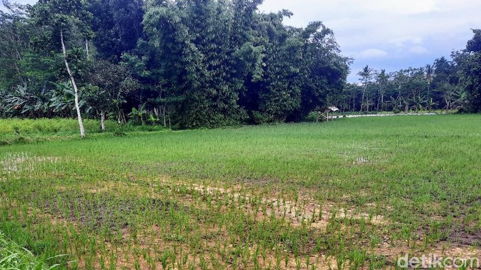 Pengakuan Warga Desa Terdampak Limbah Pabrik Sumpit dan Kertas di Bondowoso