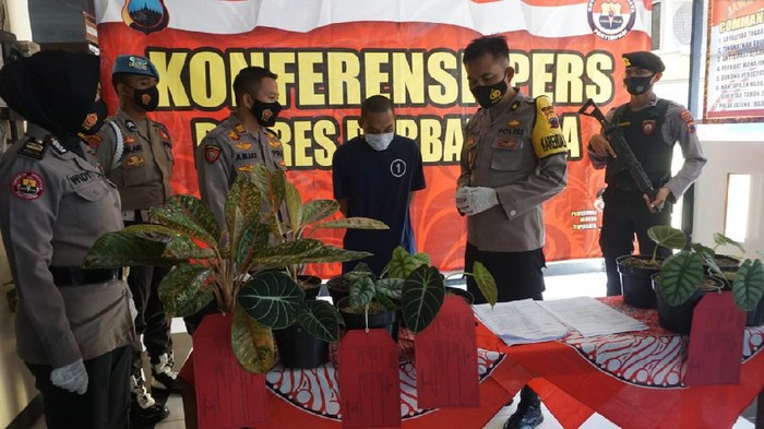 Polres Purbalingga rilis kasus pencurian tanaman hias, Jumat (29/1/2021).