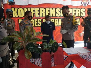 Booming Tanaman Hias, Penjual Sayur Keliling Ini Nyambi Jual Bunga Curian