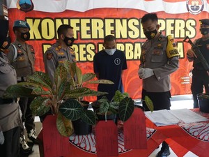 Booming Tanaman Hias, Penjual Sayur Keliling Ini Nyambi Jual Bunga Curian