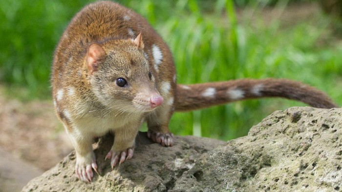 Close up view of a quoll showing its cute facial features and long tail.