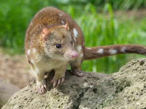 Mari Kenalan dengan Quoll, Mamalia Berkantong Pemakan Daging dari Papua