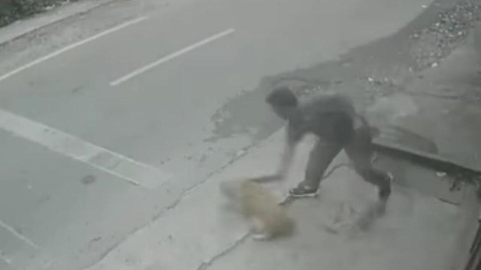 Screenshot video viral pria pukuli anjing di Medan (dok. Istimewa)