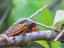 Kenali Tonggeret dan Bahayanya Bagi Tanaman di Rumah