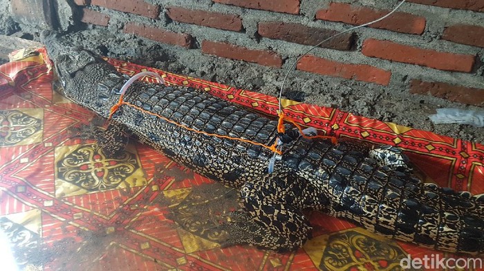 Buaya di Kabupaten Polman ditangkap warga