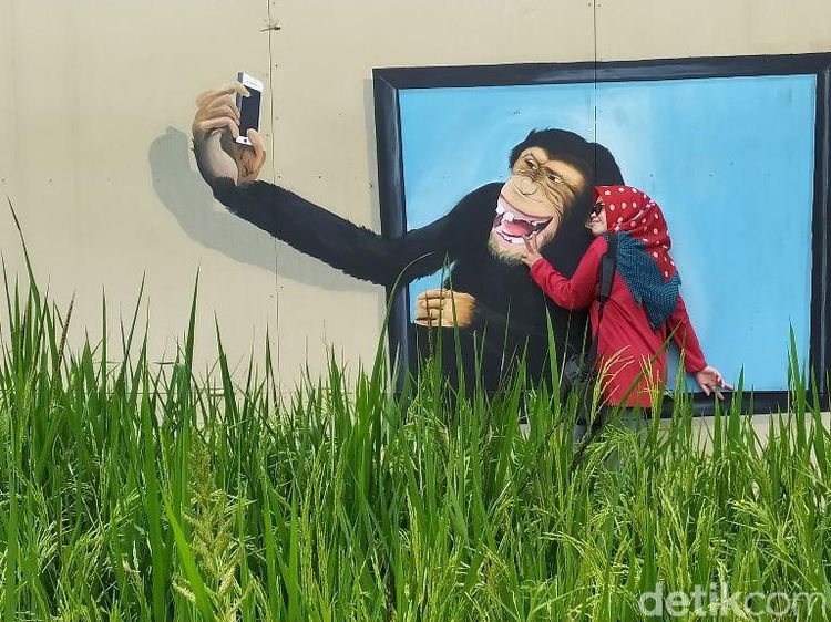 Foto: Tempat Foto-foto Hits di Tengah Sawah Ciamis