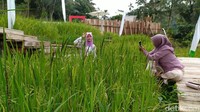 Salah satu daya tariknya adalah belasan spot foto ala tempat nongkrong di alam terbuka. Untuk akses antara spot foto ini ada jembatan pematang sawah yang terbuat dari kayu. (Dadang Hermansyah/detikTravel)