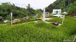 Foto: Tempat Foto-foto Hits di Tengah Sawah Ciamis