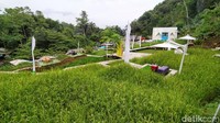Cireong Natural View Farming memang baru buka awal Januari 2021 ini. Destinasi ini merupakan area persawahan yang disulap menjadi spot wisata yang menarik. (Dadang Hermansyah/detikTravel)