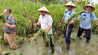 Setnov beraksi ketika memanen padi di Lapas Sukamiskin. Pria yang biasa mengenakan busana perlente itu kini mengenakan topi caping khas petani, tetap dengan mengenakan baju kemeja putih dan menggenggam arit di tangan kanan dan padi yang dituai di tangan kiri. Foto: dok. Lapas Sukamiskin