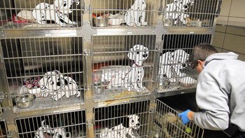 101 dalmatians dan perdagangan hewan. Foto: Jeff Hong via Sadanduseless