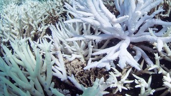 Nemo dan kerusakan terumbu karang. Foto: Jeff Hong via Sadanduseless