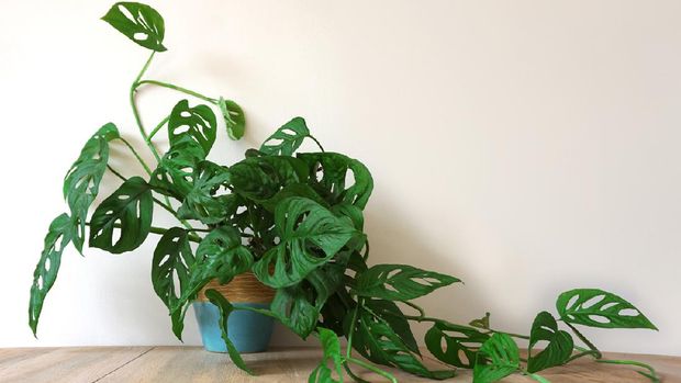 Monstera Monstera house potplant. or Cheese Plant. nice green urban jungle for green ECO concept interior at home.