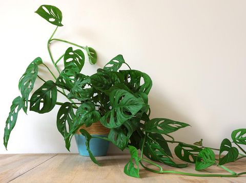 Monstera house potplant. or Cheese Plant. nice green urban jungle for green ECO concept interior at home.