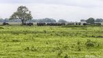 Panorama Africa van Java di Taman Nasional Baluran