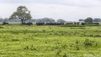 26 jenis mamalia pun hidup di taman ini.