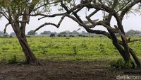 Sejumlah satwa liar terlihat hidup rukun di dalam taman ini seluas 25.000 Ha.