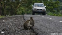 Kemudian ada monyet ekor panjang yang akan menyapa para pengunjung yang datang.