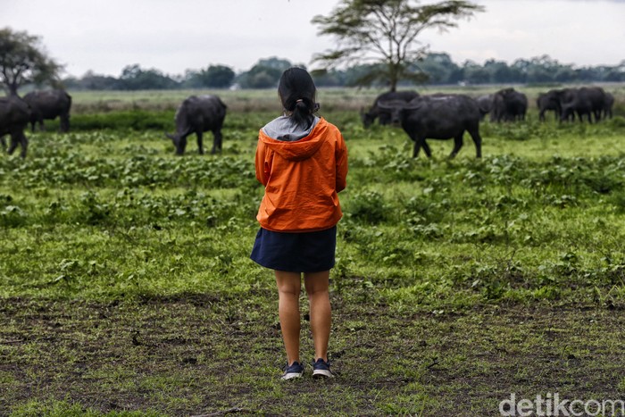 Taman Nasional Baluran di Situbondo kerap disebut sebagai Afrikanya Jawa Timur. Nah, seperti apa suasananya kini?