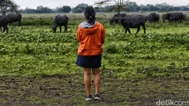 Panorama Afrika di Taman Nasional Baluran Taman Nasional Baluran di Situbondo kerap disebut sebagai Afrikanya Jawa Timur. Nah, seperti apa suasananya kini?