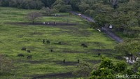 Keberadaan satwa liar ini menjadi ciri khas kawasan konservasi dan Baluran mendapat julukan sebagai Africa van Java atau Little Africa.