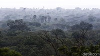 Taman nasional ini terdiri dari sejumlah tipe vegetasi seperti, sabana, hutan mangrove, hutan musim, hutan pantai, hutan pegunungan bawah, hutan rawa dan lain-lain.