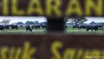 Panorama Africa van Java di Taman Nasional Baluran