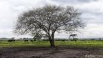 Panorama Africa van Java di Taman Nasional Baluran