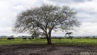 Begini penampakan terkini di Taman Nasional Baluran, Situbondo, Jawa Timur.