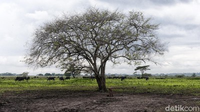 Satu dari Lima Negara Pembabat Hutan Terbanyak Dunia Adalah Indonesia