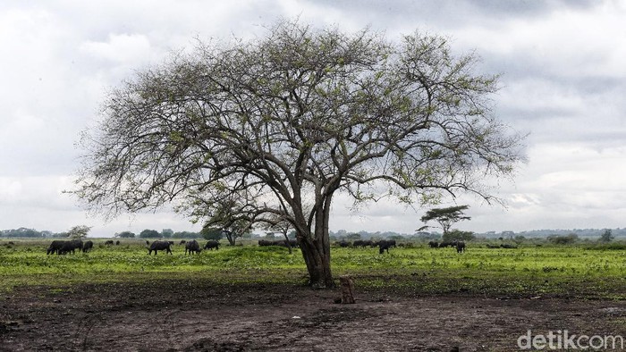 Panorama Afrika di Taman Nasional Baluran Taman Nasional Baluran di Situbondo kerap disebut sebagai Afrikanya Jawa Timur. Nah, seperti apa suasananya kini?