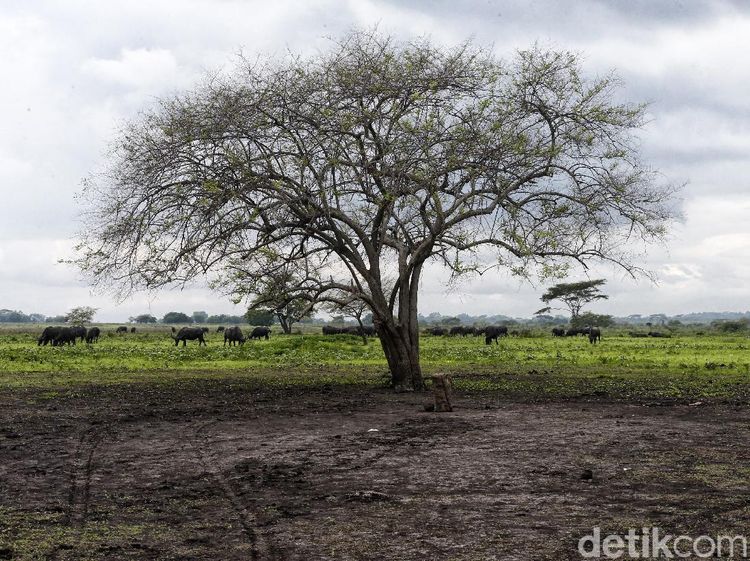 Panorama Africa van Java di Taman Nasional Baluran