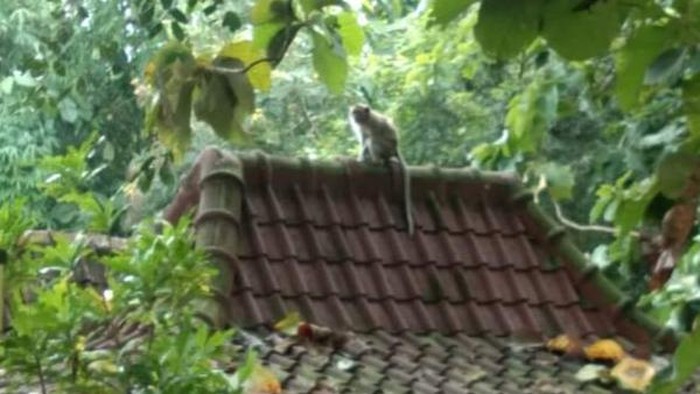 Penampakan monyet di Desa Karang, Kecamatan Delanggu, Klaten.