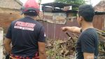Ular Sanca 3 Meter Tertangkap di Permukiman Pekalongan