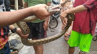 Petugas Damkar Kota Pekalongan, Yudha Wijaya mengimbau warga untuk berhati-hati terlebih sudah ada temuan ular diduga kobra. Menurutnya, di bulan November hingga Desember kemarin adalah musim telur-telur ular menetas.