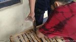 Ular Sanca 3 Meter Tertangkap di Permukiman Pekalongan