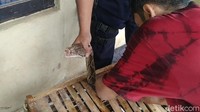 Pihaknya sendiri selama bulan Januari 2021 telah menerima laporan temuan ular sebanyak tiga kali.